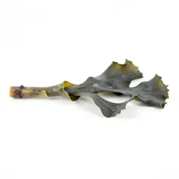 Kelp holdfast
