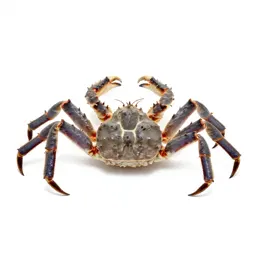 King crab