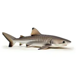 Leopard shark on sand