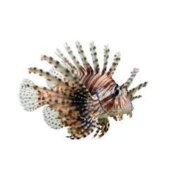 Lionfish
