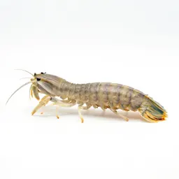Mantis shrimp