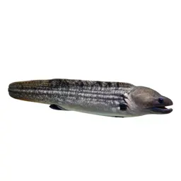 Moray eel