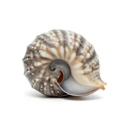 Nautilus