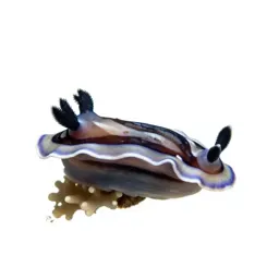 Nudibranch on coral