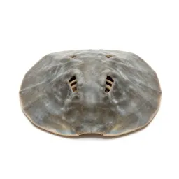Sand dollar burrowing