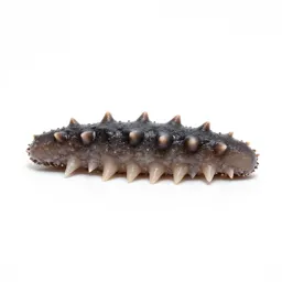 Sea cucumber