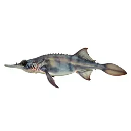 Seadragon