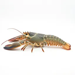 Spiny lobster