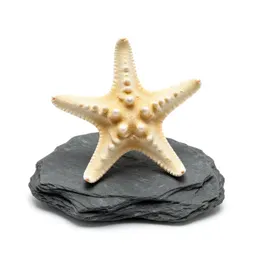 Starfish on rock