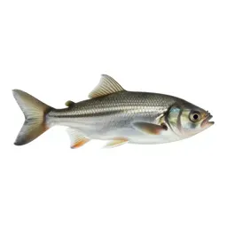 Sunfish