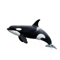 Orca breaching