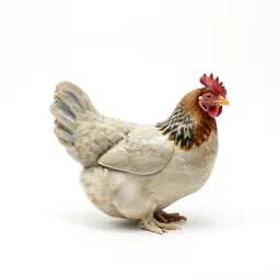 Henroost