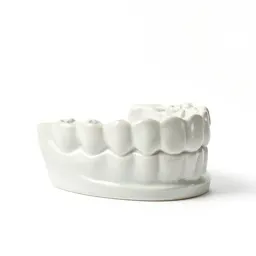 Jaw