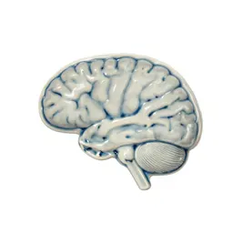Echoencephalograph