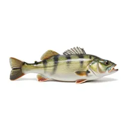Perch