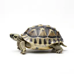 Testudo