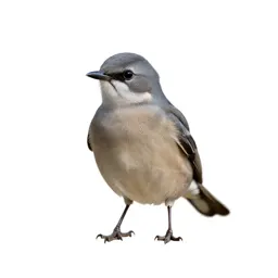 Bird of passage
