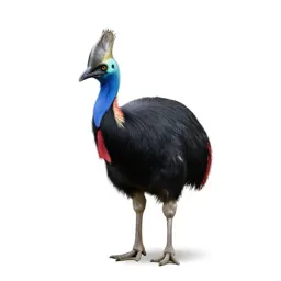 Cassowary