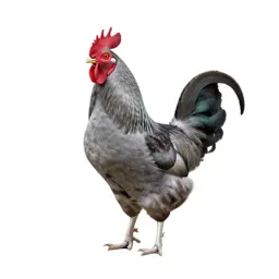 Cock