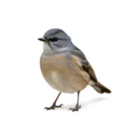 Dickeybird