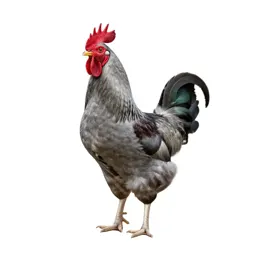 Gamecock