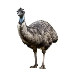 Giant moa