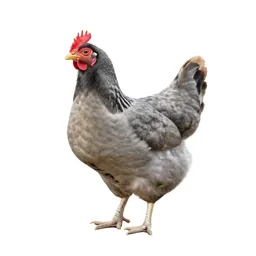 Hen