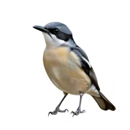 Honey eater