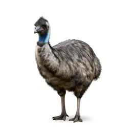 Moa
