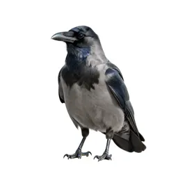 Night raven