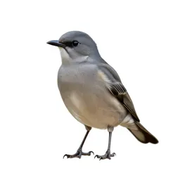 Nonpasserine bird