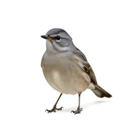 Passerine