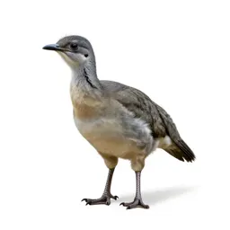Archaeornis