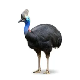 Elephant bird