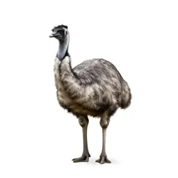 Emu