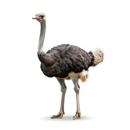 Ostrich