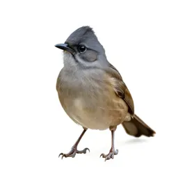 Babbler
