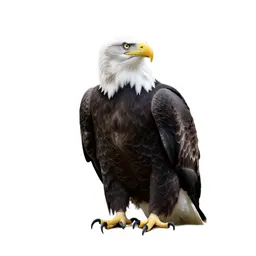 Bald eagle