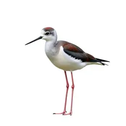Banded stilt