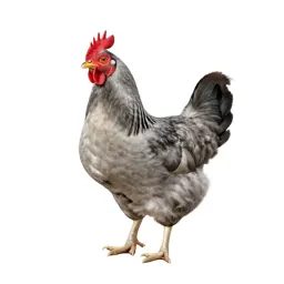 Bantam