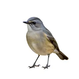 Barbet