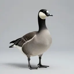Barnacle goose