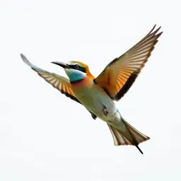 Bee eater