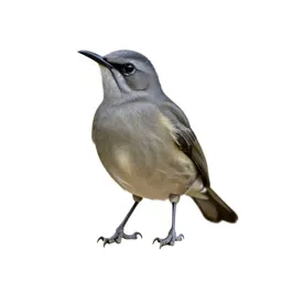 Bellbird