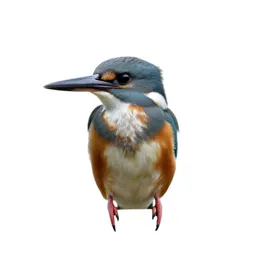 Belted kingfisher