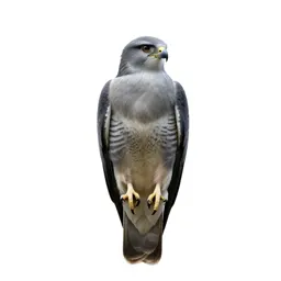 Bird of prey