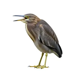 Bittern