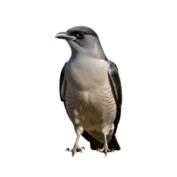 Black-billed cuckoo