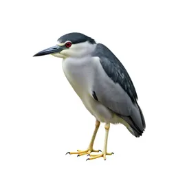 Black-crowned night heron