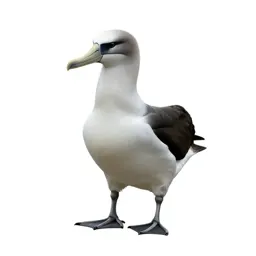 Black-footed albatross
